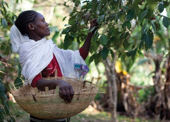 Mujer recolectando granos de café del árbol
