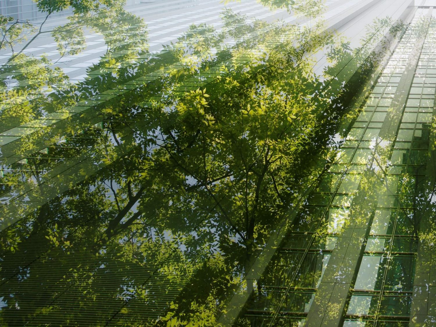 Copas de árboles verdes y frondosos iluminados por el sol