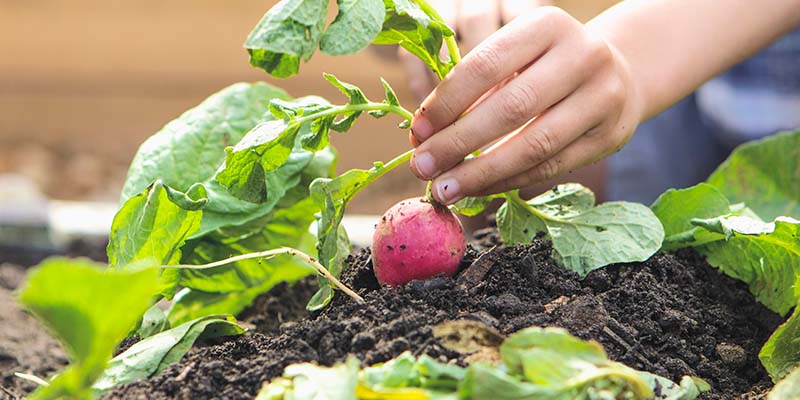 Mano recogiendo una verdura orgánica de la tierra