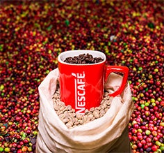 Taza roja Nescafé junto con frutos de café, granos verdes y tostados