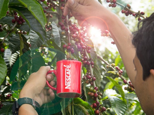 Caficultor sostiene la taza de NESCAFÉ® con una mano y con la otra recolecta granos de café