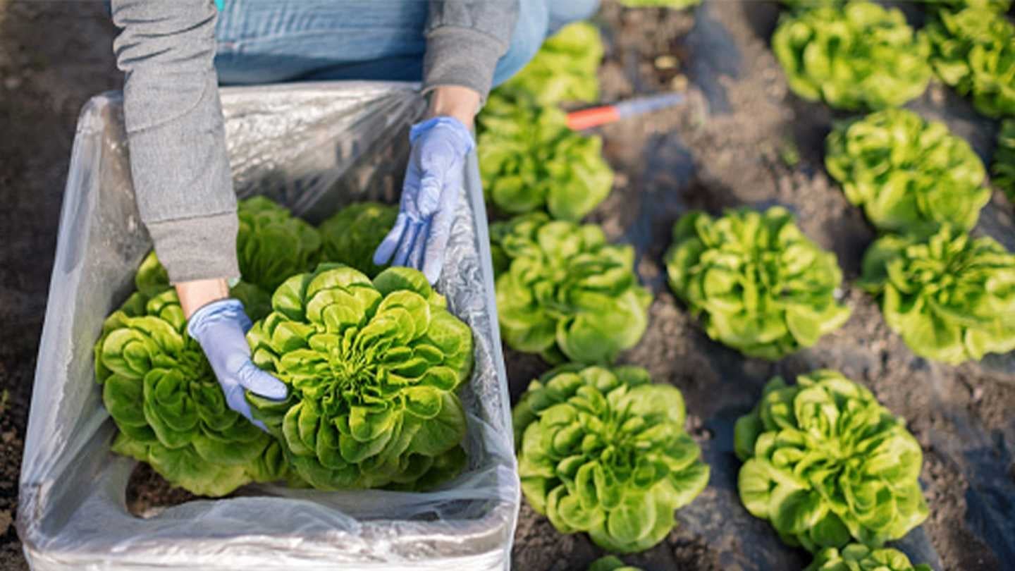 Cosecha de lechugas frescas para abastecer negocios con un enfoque de cocina orgánica.