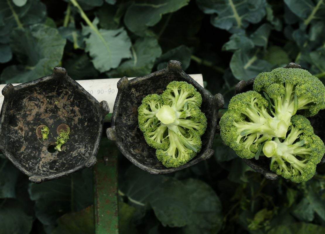 Brócoli fresco en recipientes de cosecha alineados, listo para clasificación en producción agrícola
