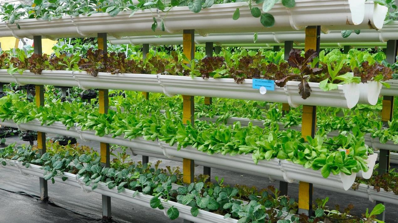 Cultivo de hortalizas en sistema hidropónico con estructuras verticales en ambiente controlado