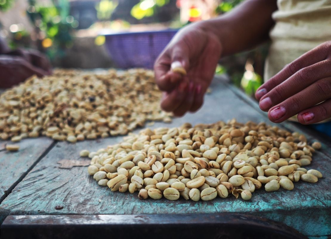 Manos seleccionando granos de café verdes sobre mesa rústica durante proceso de clasificación