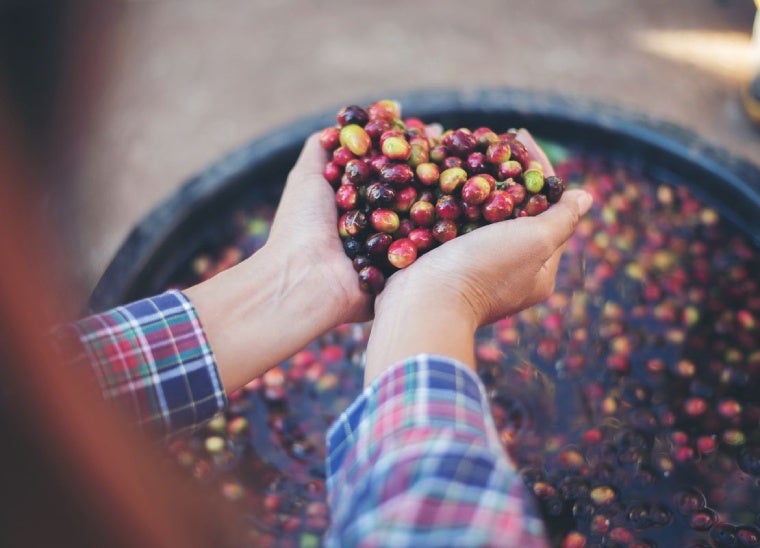 Manos sosteniendo granos de café recién cosechados sobre recipiente lleno de frutos maduros