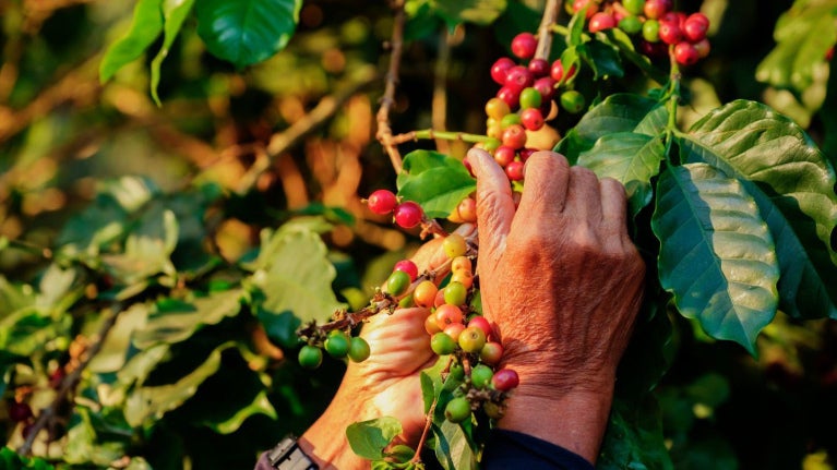 Mano recolectando cerezas de café maduras en planta rodeada de hojas verdes en cultivo