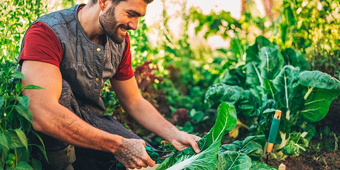 Agricultor recogiendo los frutos de su cosecha