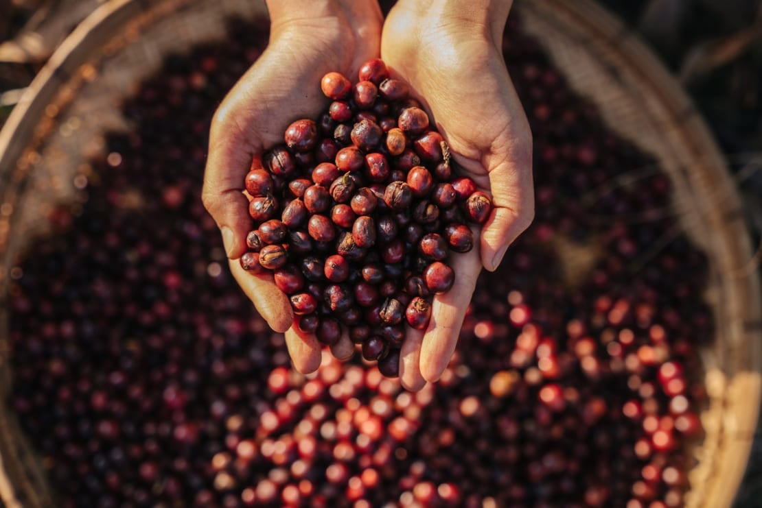 Manos sostienen granos de cerezas, mostrando el trabajo de NESCAFÉ® para producir el mejor café para cocteles sin alcohol