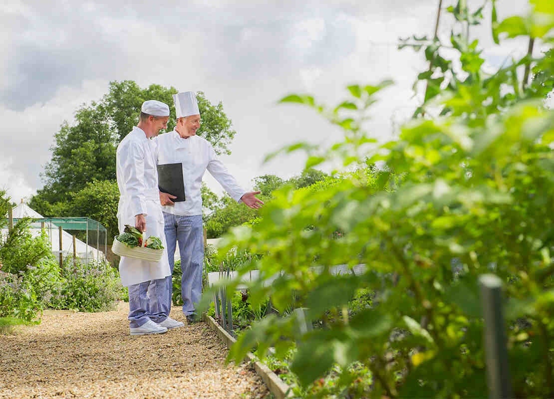 Dos cocineros recogiendo verduras en un huerto con abundantes plantas