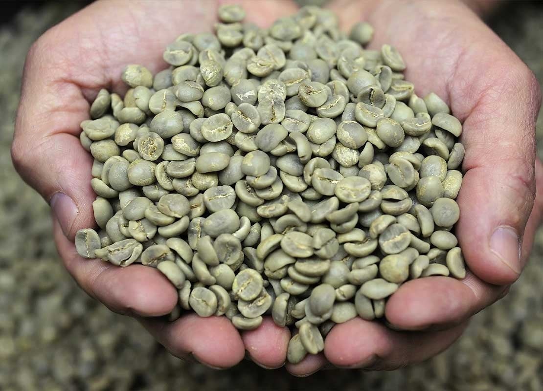 Manos de una persona sostienen un puñado de granos de café verde