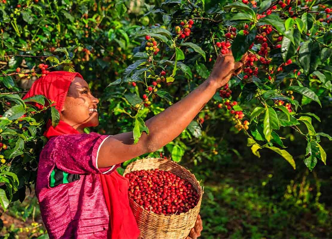 Mujer recolecta manualmente las cerezas de un cafeto mientras sostiene un canasto con granos de café