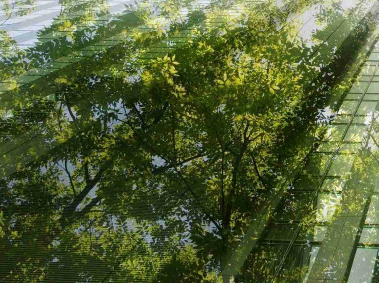 Arboles de hojas verdes reflejados en los ventanales de un edificio