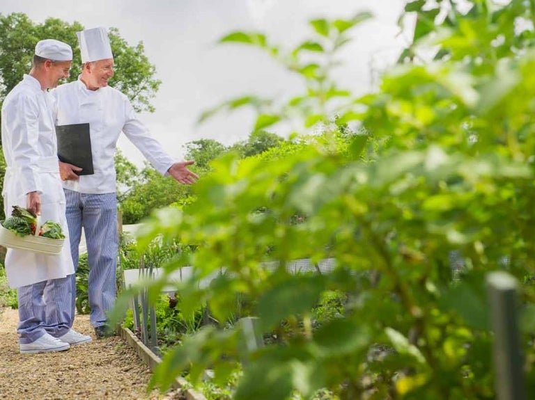 Dos cocineros recogiendo verduras en un huerto con abundantes plantas