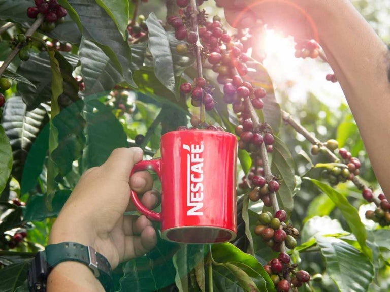 Caficultor sostiene la taza de NESCAFÉ® con una mano y con la otra recolecta café verde