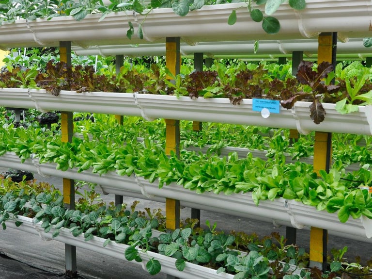 Cultivo de hortalizas en sistema hidropónico con estructuras verticales en ambiente controlado