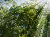 Copas de árboles verdes y frondosos iluminados por el sol