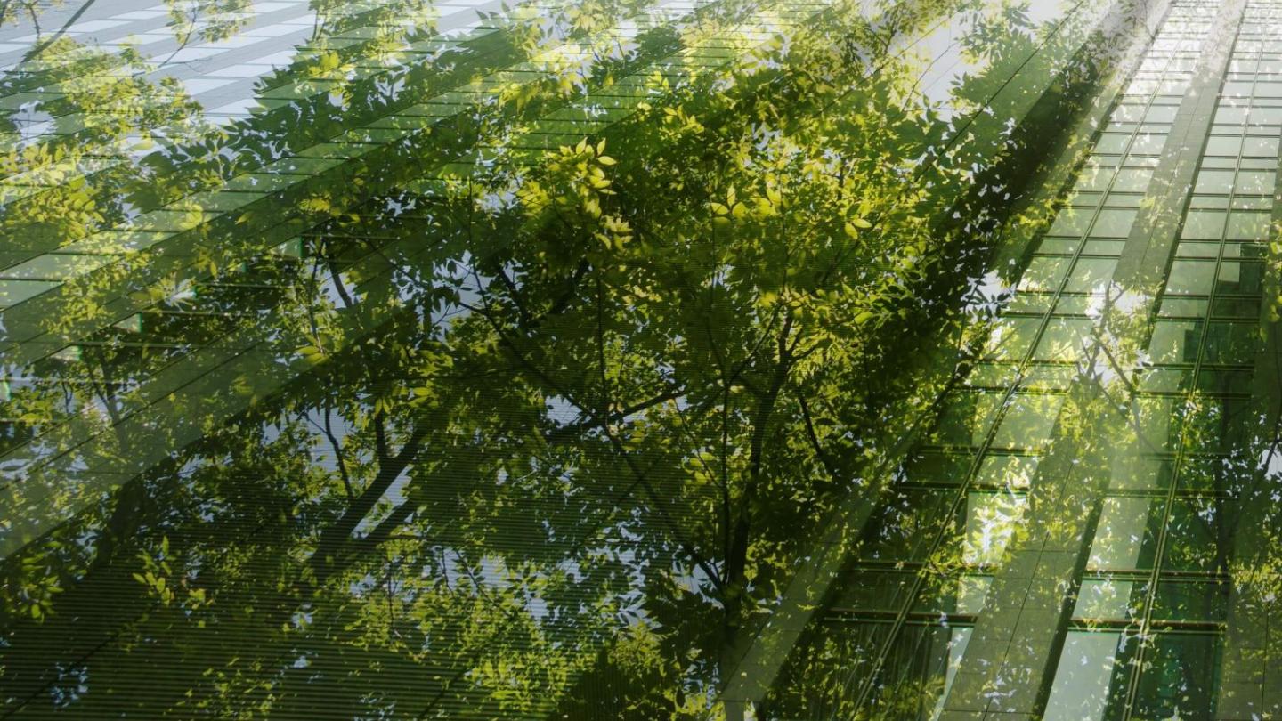Arboles de hojas verdes reflejados en los ventanales de un edificio