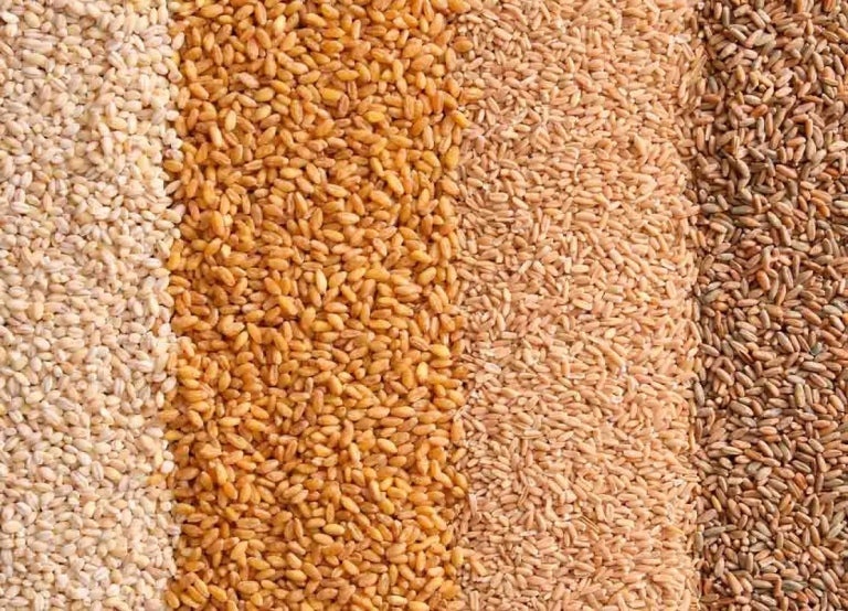 De arriba abajo alérgenos alimentarios por su contenido o contacto con el gluten: centeno, avena, trigo y cebada perlada